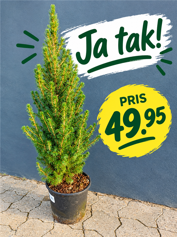 Picea glauca